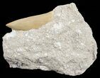 Huge, Otodus Shark Tooth In Rock - Partially Exposed #56427-1